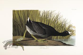 American Coot
